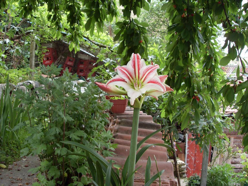 Guest House Rimski Most ميلنيك المظهر الخارجي الصورة