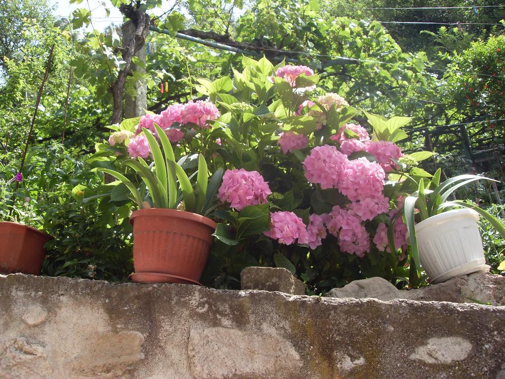 Guest House Rimski Most ميلنيك المظهر الخارجي الصورة